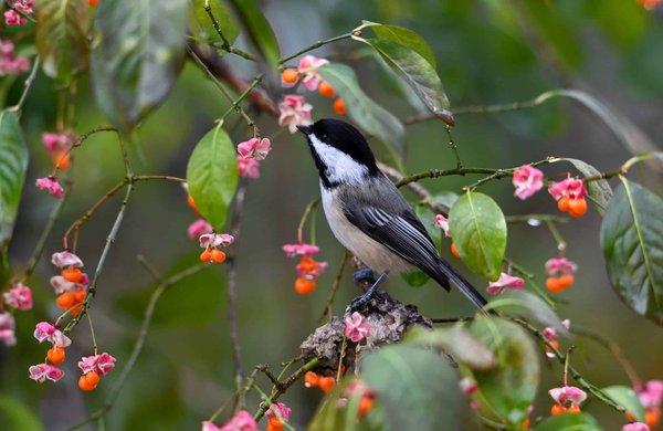 Comment créer un environnement adapté pour un groupe de tarsiers en captivité ?