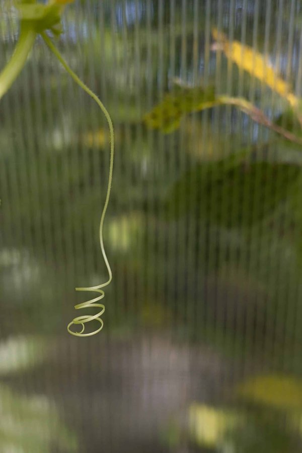 Comment les animaux s'adaptent-ils aux écosystèmes montagneux ?