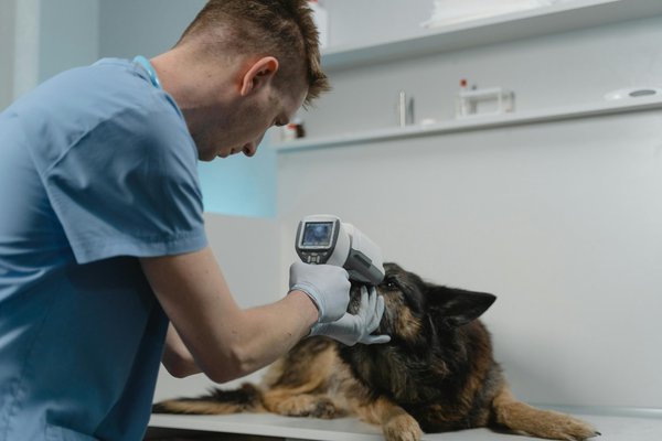 Vétérinaire en ligne : soins rapides et accessibles pour votre animal